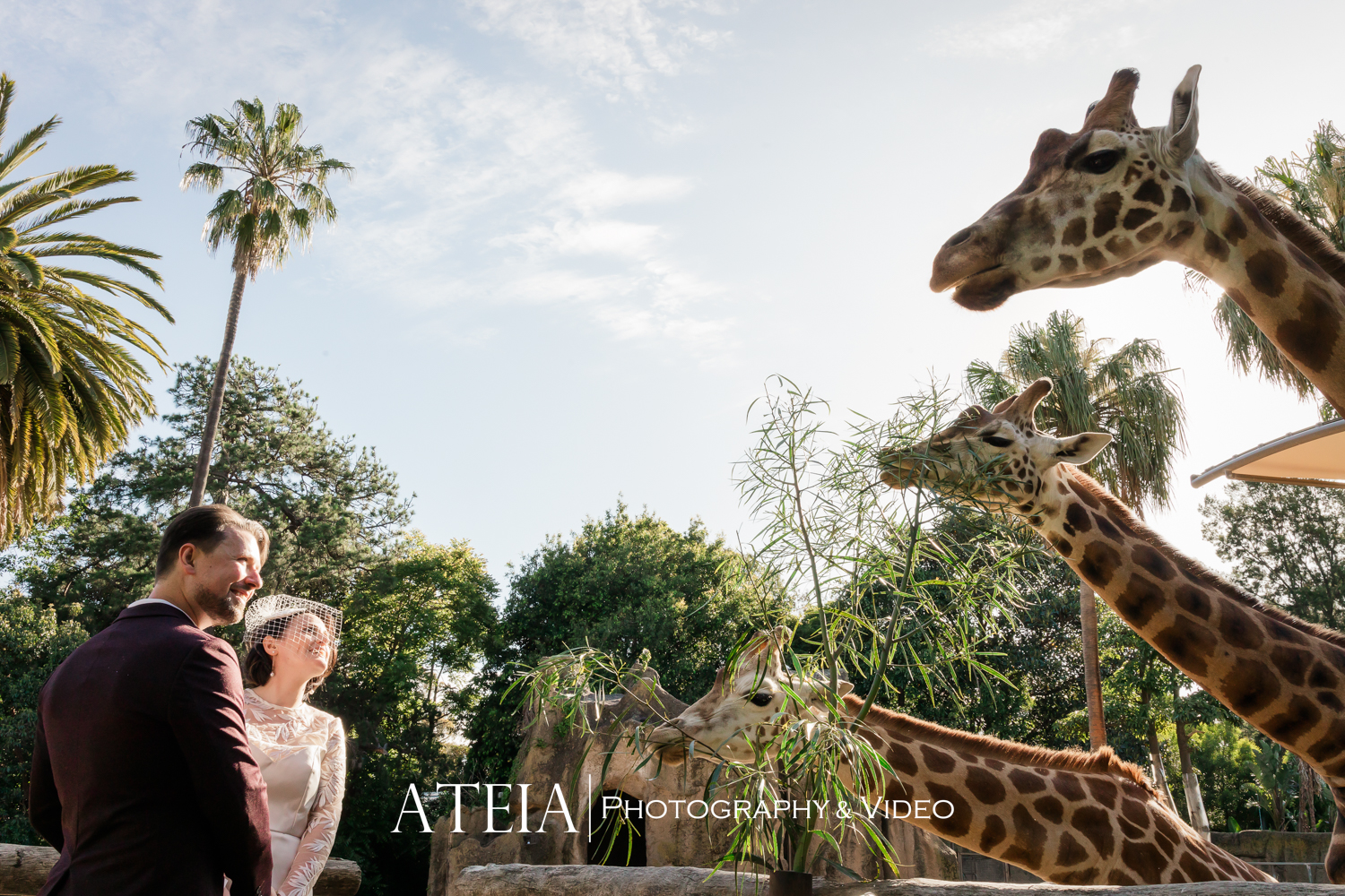 , Jenna and Steve&#8217;s wedding photography at Melbourne Zoo captured by ATEIA Photography &#038; Video